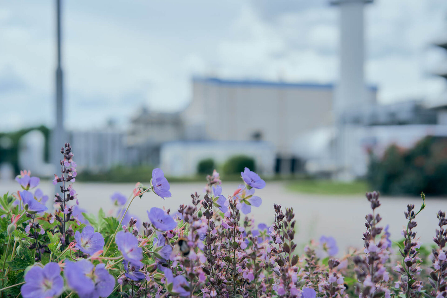 Lila Blumen vor einer Verdichterstation