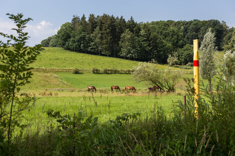 Pferde auf einer Wiese mit Markierpfosten im Vordergrund